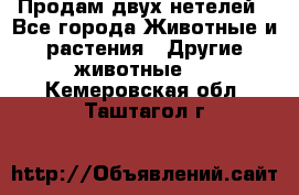 Продам двух нетелей - Все города Животные и растения » Другие животные   . Кемеровская обл.,Таштагол г.